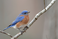eastern bluebird perched on tree branch
