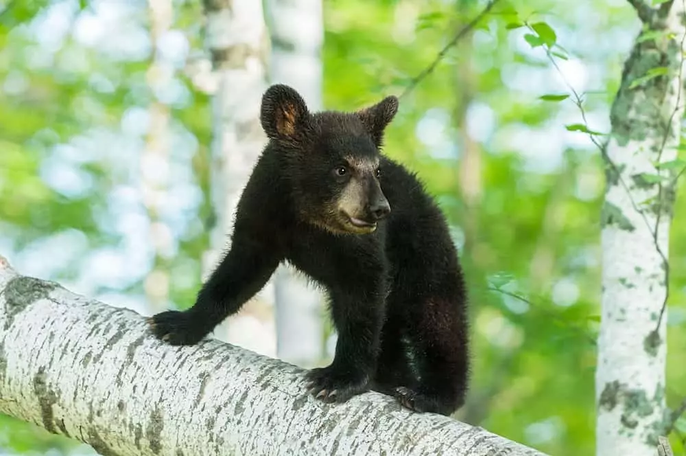 black bear cub in a tree