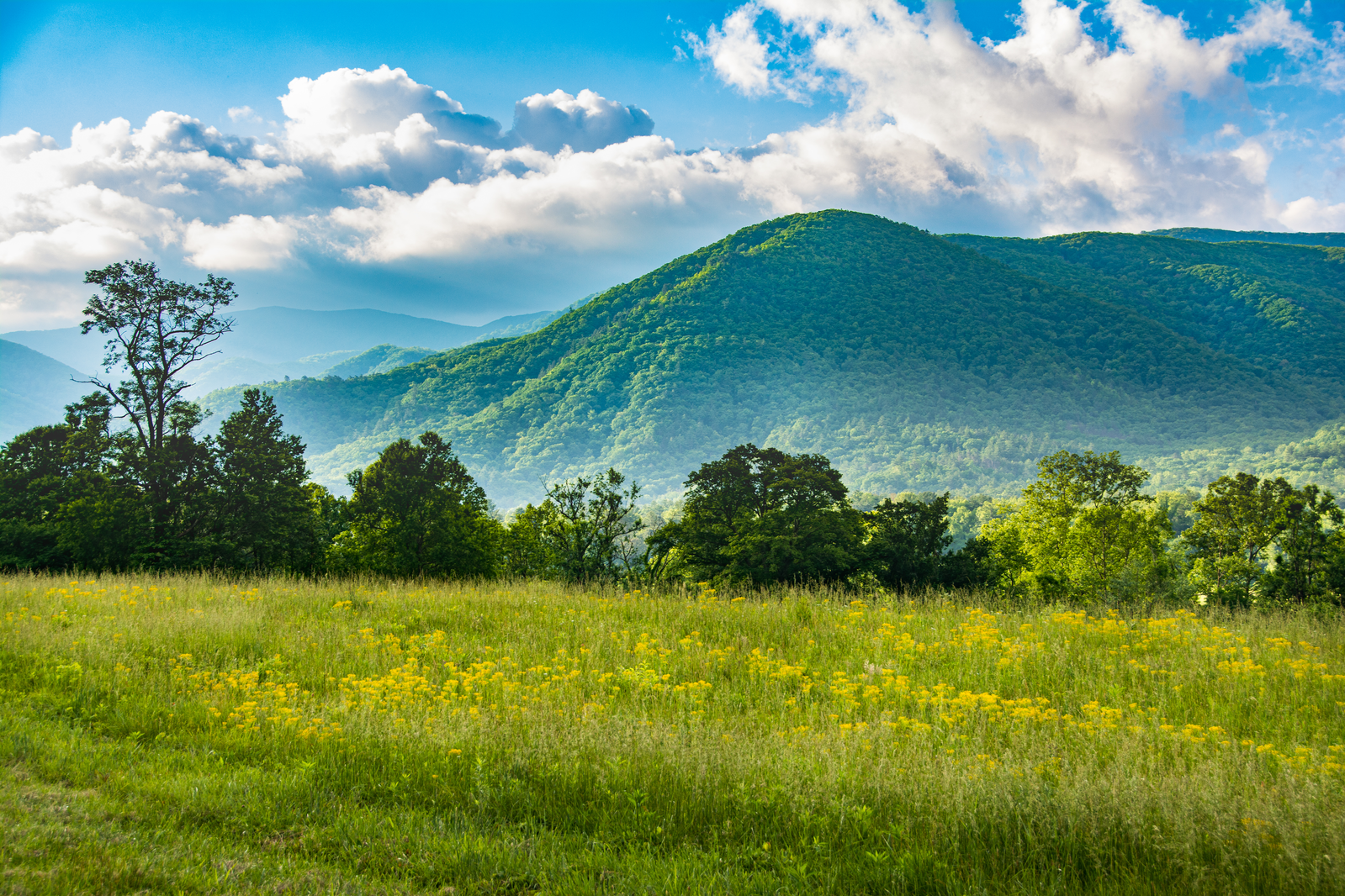 Cades Cove meadow with mountain in the distance