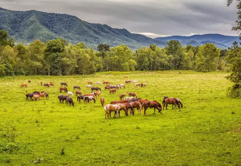 horses in a field in Cades Cove