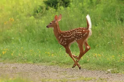 white-tailed deer fawn with tail up