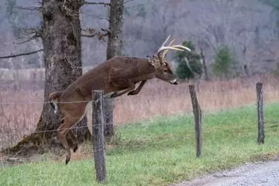 deer in Cades Cove jumping over fence