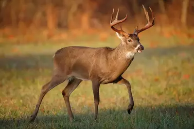 white-tailed deer in Cades Cove