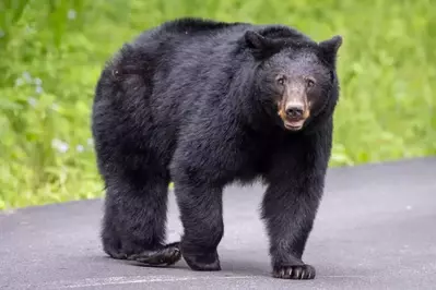 black bear on Cades Cove Loop Road