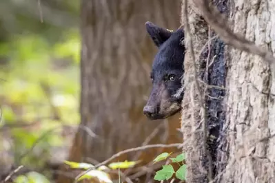 Smoky Mountain black bear looking out from behind tree