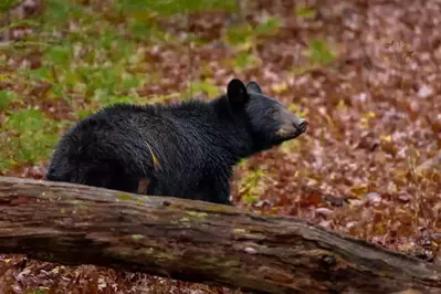 Smoky Mountain black bear standing behind log surrounded by fall leaves