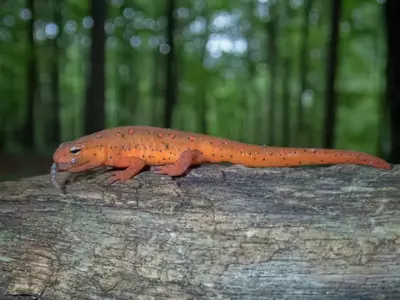 salamander eating a worm