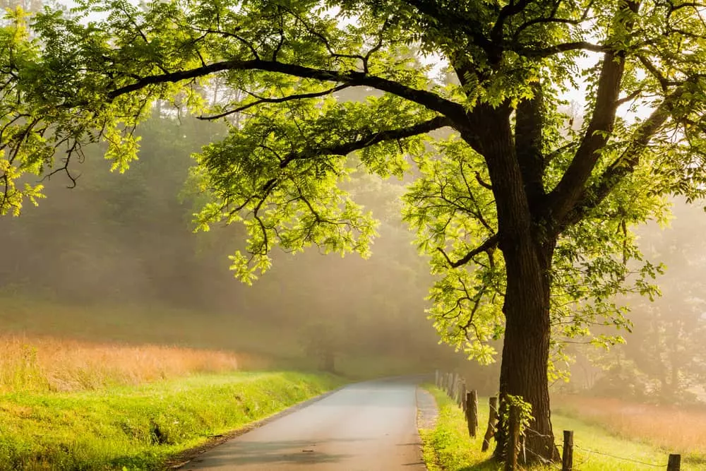 4 Reasons Why You Should Drive Along Cades Cove Loop Road