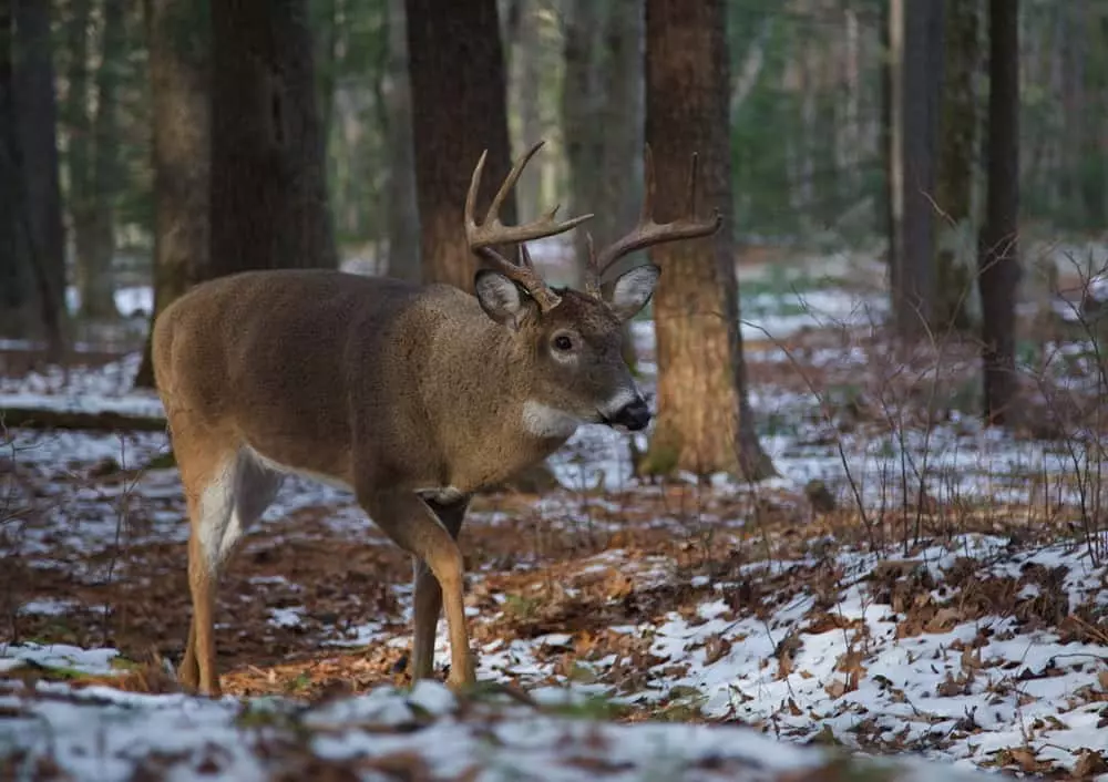 4 Cades Cove Animals You Can Spot During the Winter