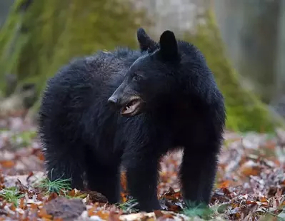 black bear in cades cove