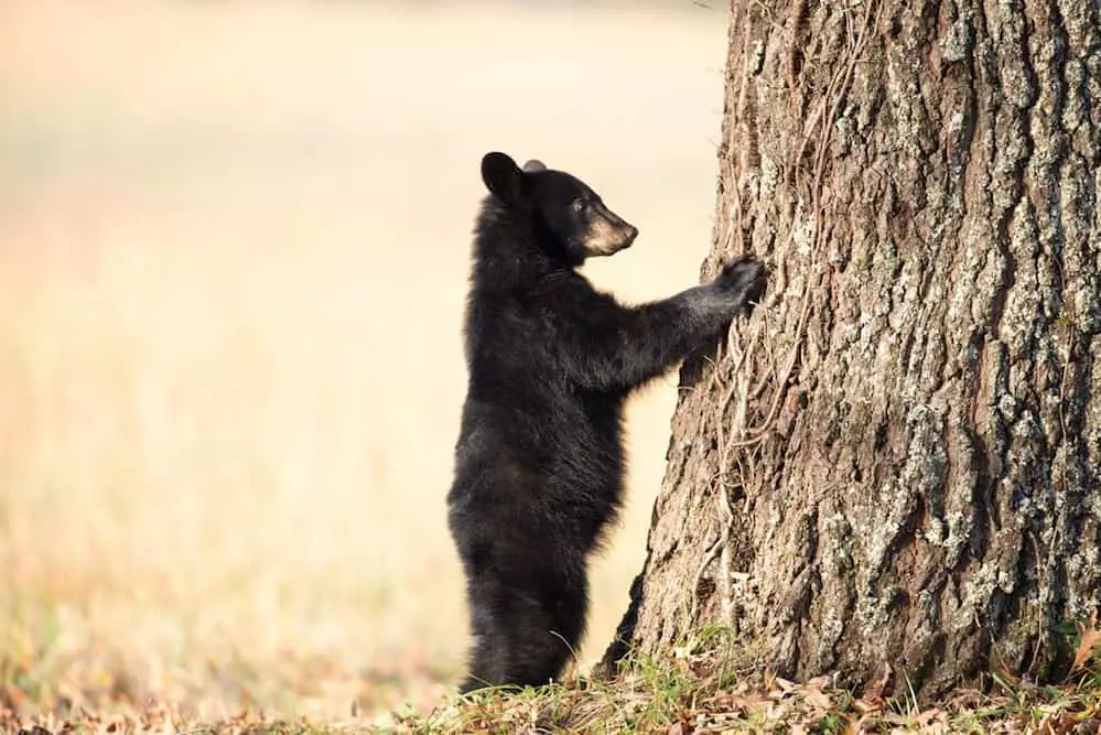 Amazing Cades Cove photography of a black bear cub.