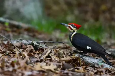 Pleated woodpecker, a great example of Cades Cove wildlife.