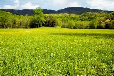 view of open field in Cades Cove
