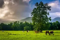 Horseback riding ithings to do n Cades Cove TN