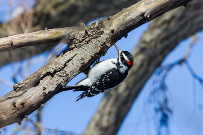 hairy woodpecker hanging upside down on tree limb