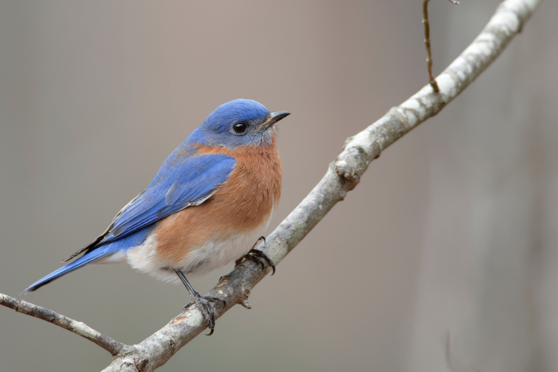 eastern bluebird perched on tree branch