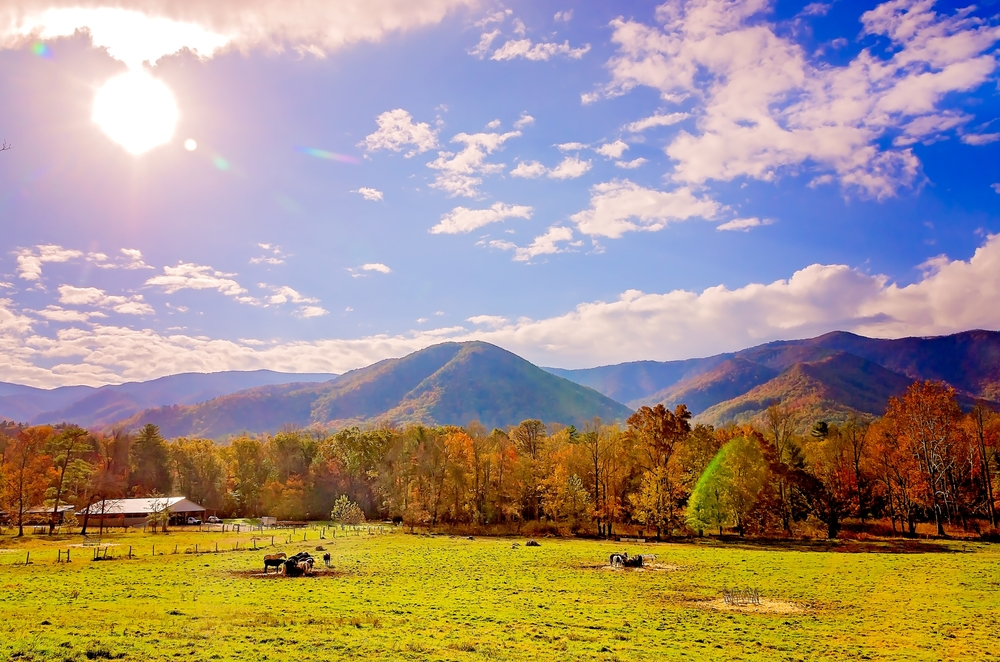 horses eating hay in field surrounded by fall-colored trees and mountains