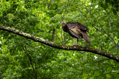 turkey in the smokies