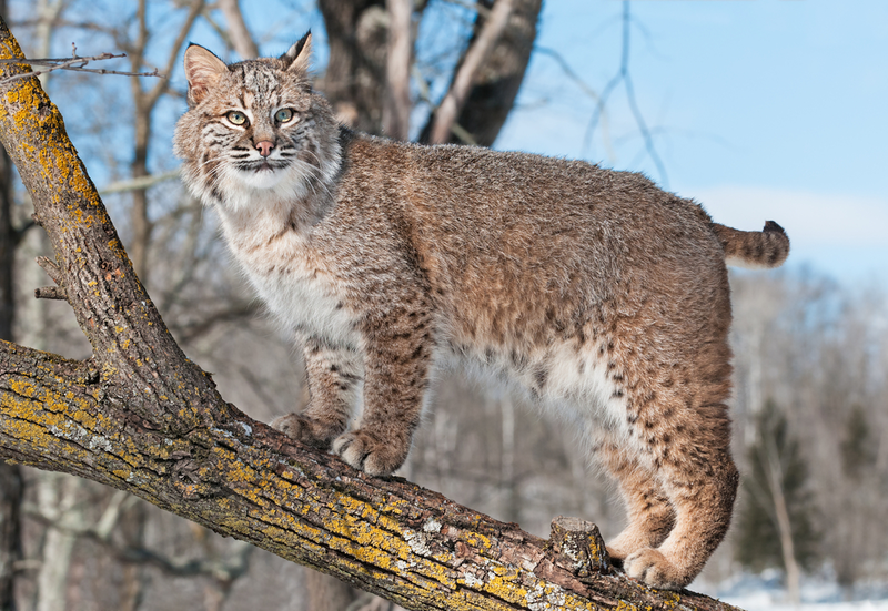 wildlife in the smoky mountains