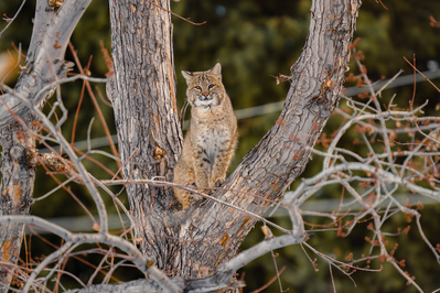 bobcat in the smokies