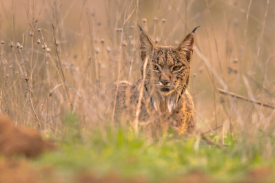 smoky mountain bobcat