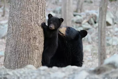 smoky mountain bear