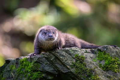 river otter in smoky mountains