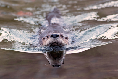 river otters in cades cove