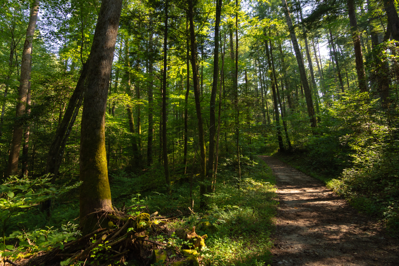 rich mountain loop trail cades cove
