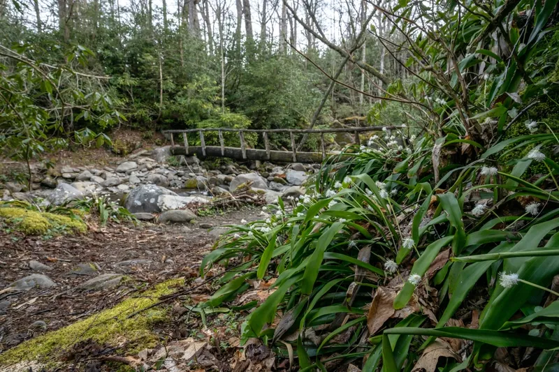 ace gap trail cades cove