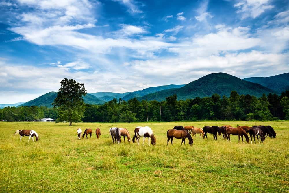 Horses grazing with the mountains in the background before Cades Cove horseback riding.
