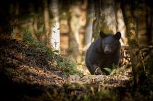 The black bear is the most famous Cades Cove wildlife.