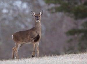 A whitetail deer in Cades Cove in winter.