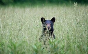 Black bear peeking out of tall grass in Cades Cove