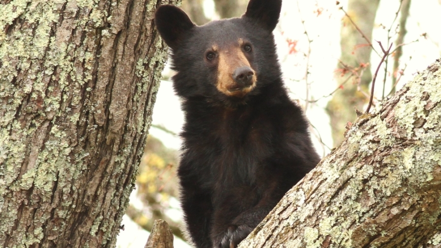 Fun Facts About the Cades Cove Wildlife You’re Likely to See on a Visit
