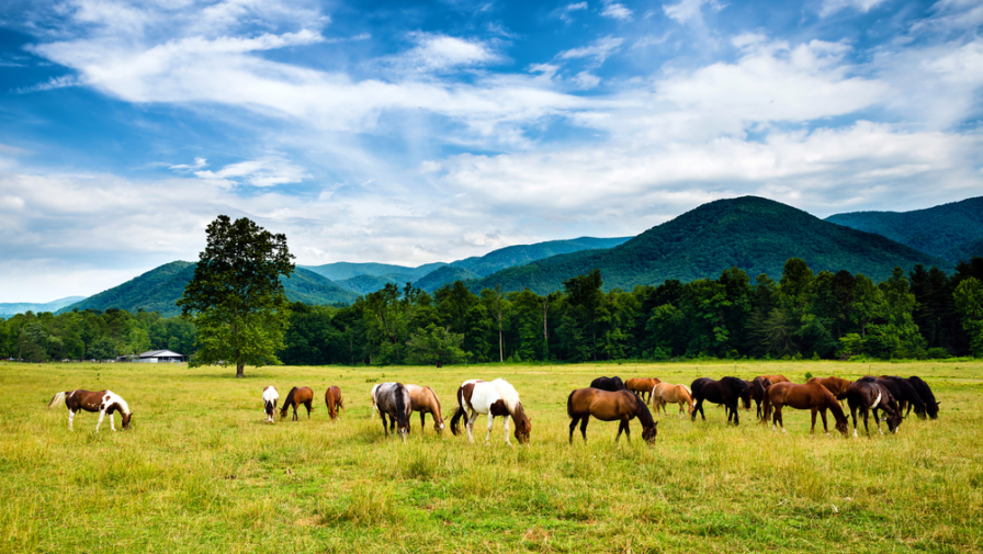 4 Things To Do in Cades Cove You Just Have to Try At Least Once