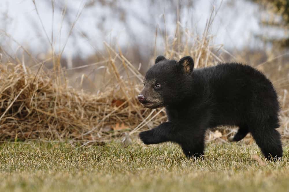 A black bear cub walking on the ground.