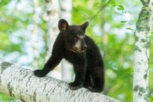 Black bear cub in Cades Cove