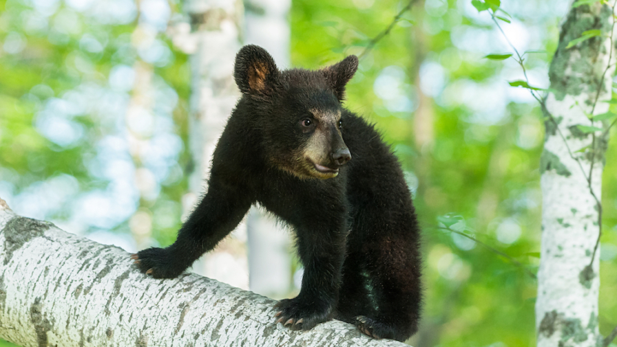 Great Smoky Mountains National Park Asks Visitors to Adopt Black Bear Cubs