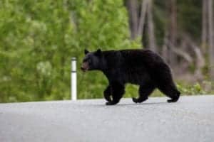 black bear crossing road