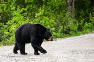 black bear walking on road