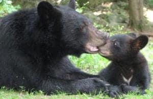 black bear mama and cub