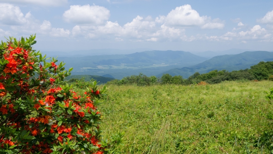 Top 6 Wildflowers and Where to Find Them in Cades Cove TN