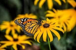 black eyed susans with monarch butterfly