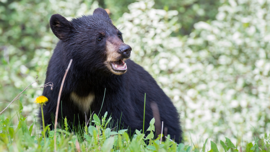 What to Do if You See a Black Bear in the Smoky Mountains