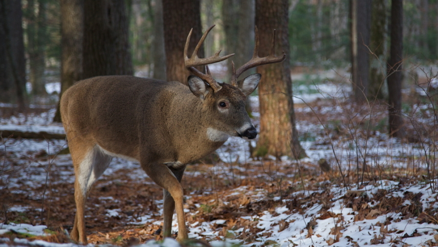 4 Cades Cove Animals You Can Spot During the Winter
