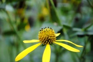 close up of yellow flowering sochan plant