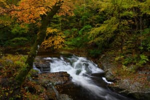 Stream near cades cove in fall