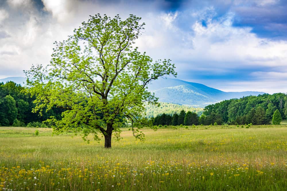Tree at Cades Cove during springtime