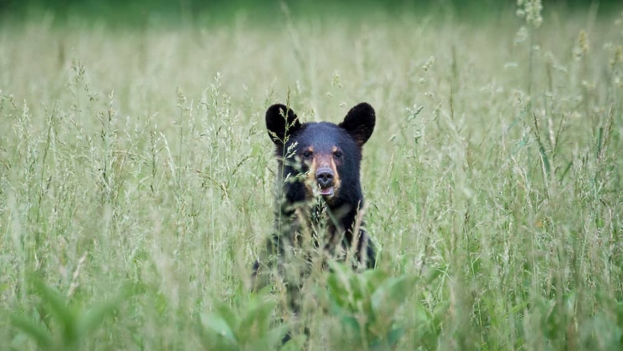 Top 4 Tips to Increase Your Odds of Spotting Bears in Cades Cove